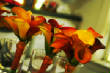 vineyard_rhphillips3/rhpweddingaug5.jpg